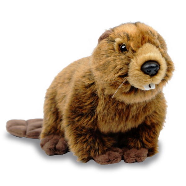 Beaver Hd PNG Image