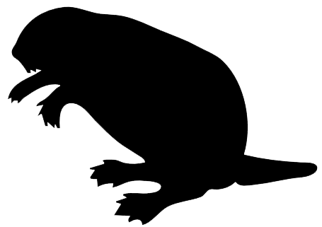 Beaver PNG Image
