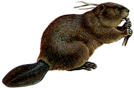 Beaver Picture PNG Image