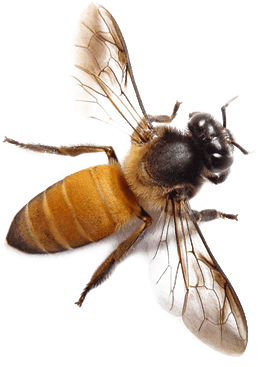 Bee Png 2 PNG Image