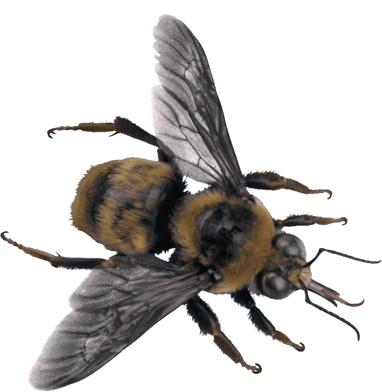 Bee Png Image PNG Image