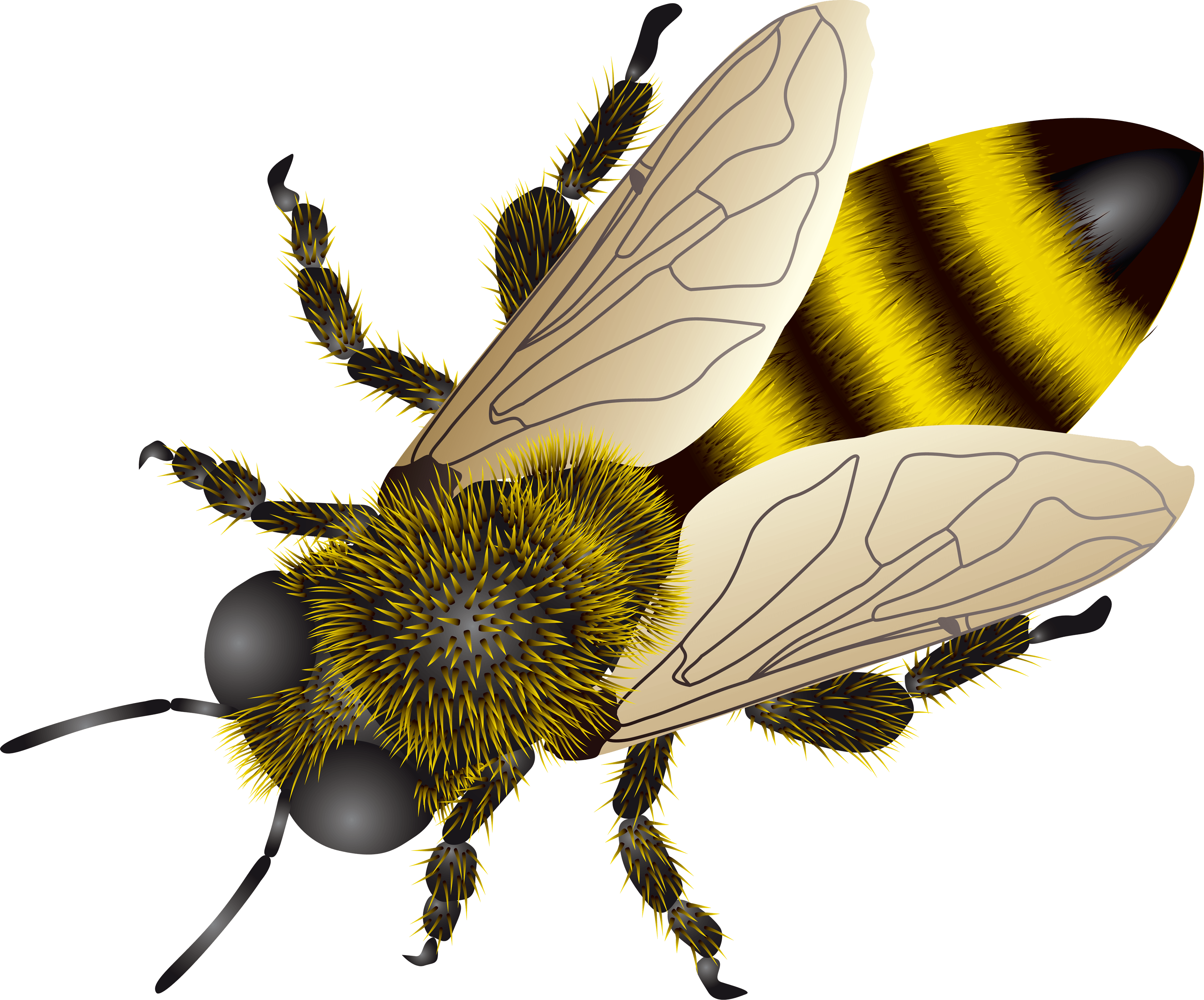 Bee Png Image PNG Image