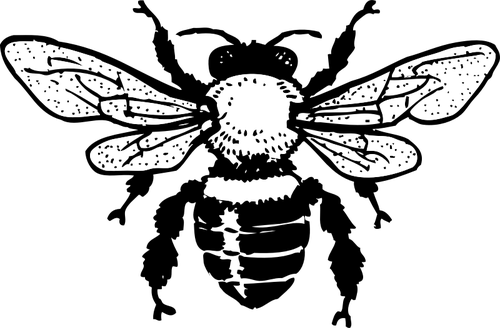 Honey Vector Bee Free HD Image PNG Image