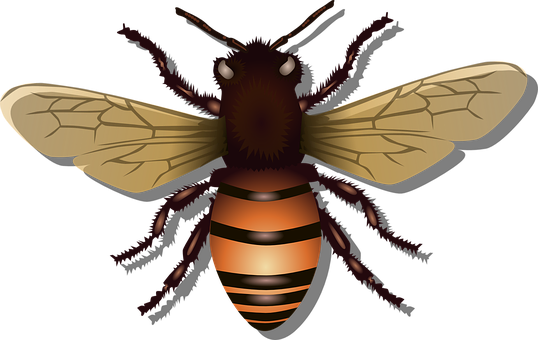 Honey Vector Bee Free PNG HQ PNG Image