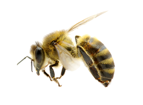 Honey Flying Bee Free HQ Image PNG Image
