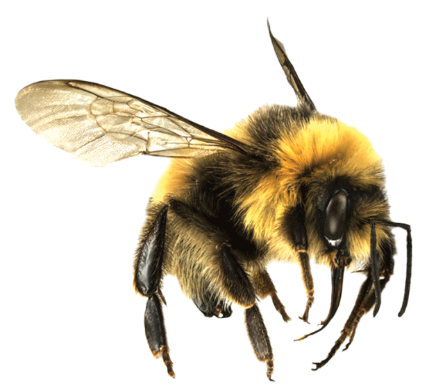 Honey Flying Bee HD Image Free PNG Image