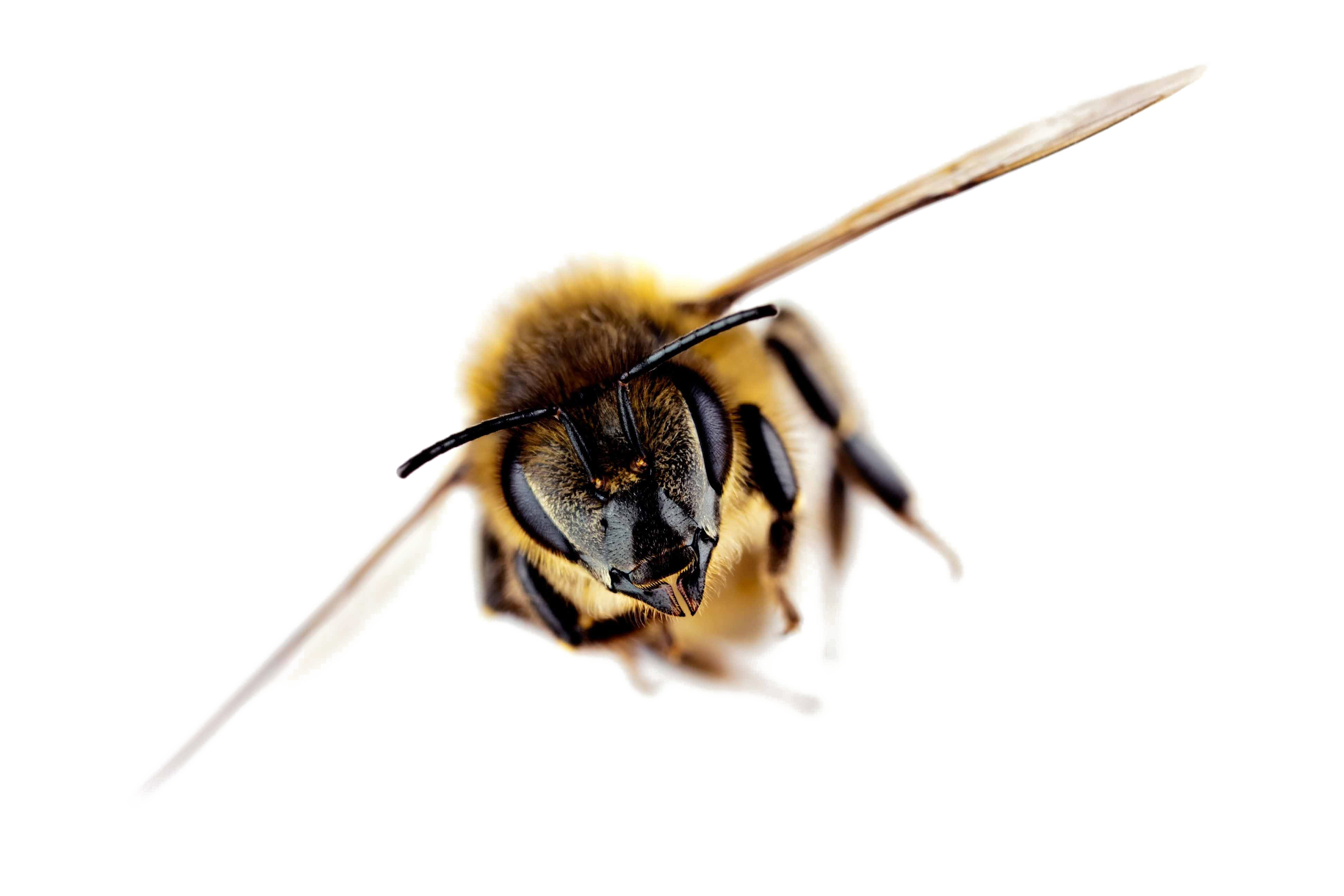Honey Photos Flying Bee Free Clipart HQ PNG Image
