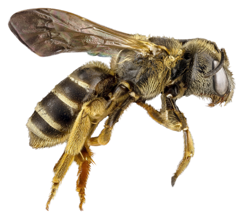Honey Flying Bee Free Download PNG HD PNG Image