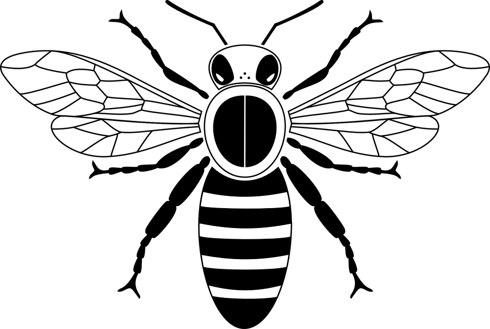 Honey Bee Download HD Transparent PNG Image