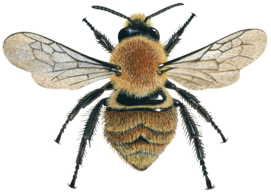 Honey Photos Bee Free Transparent Image HQ PNG Image