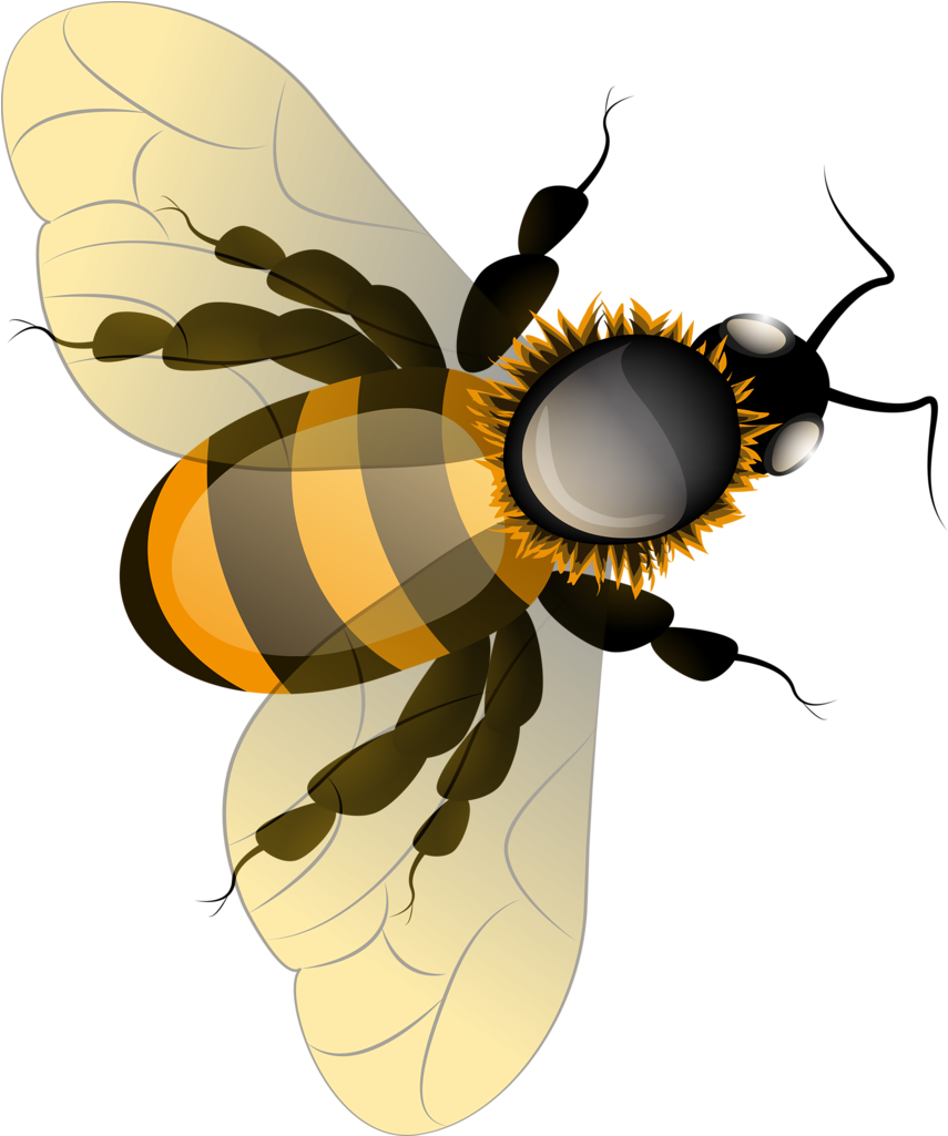 Honey Bee HQ Image Free PNG Image