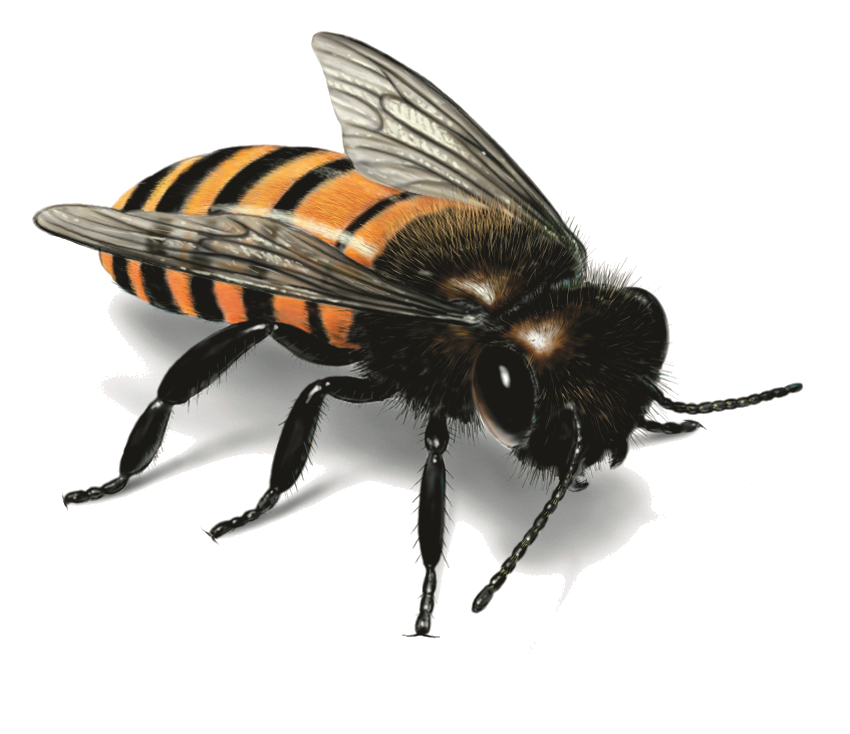 Honey Bee PNG Free Photo PNG Image