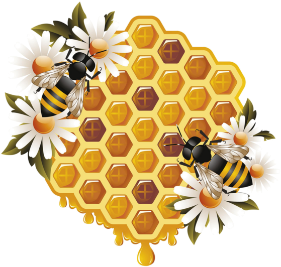 Honey Photos Vector Bee Download HD PNG Image