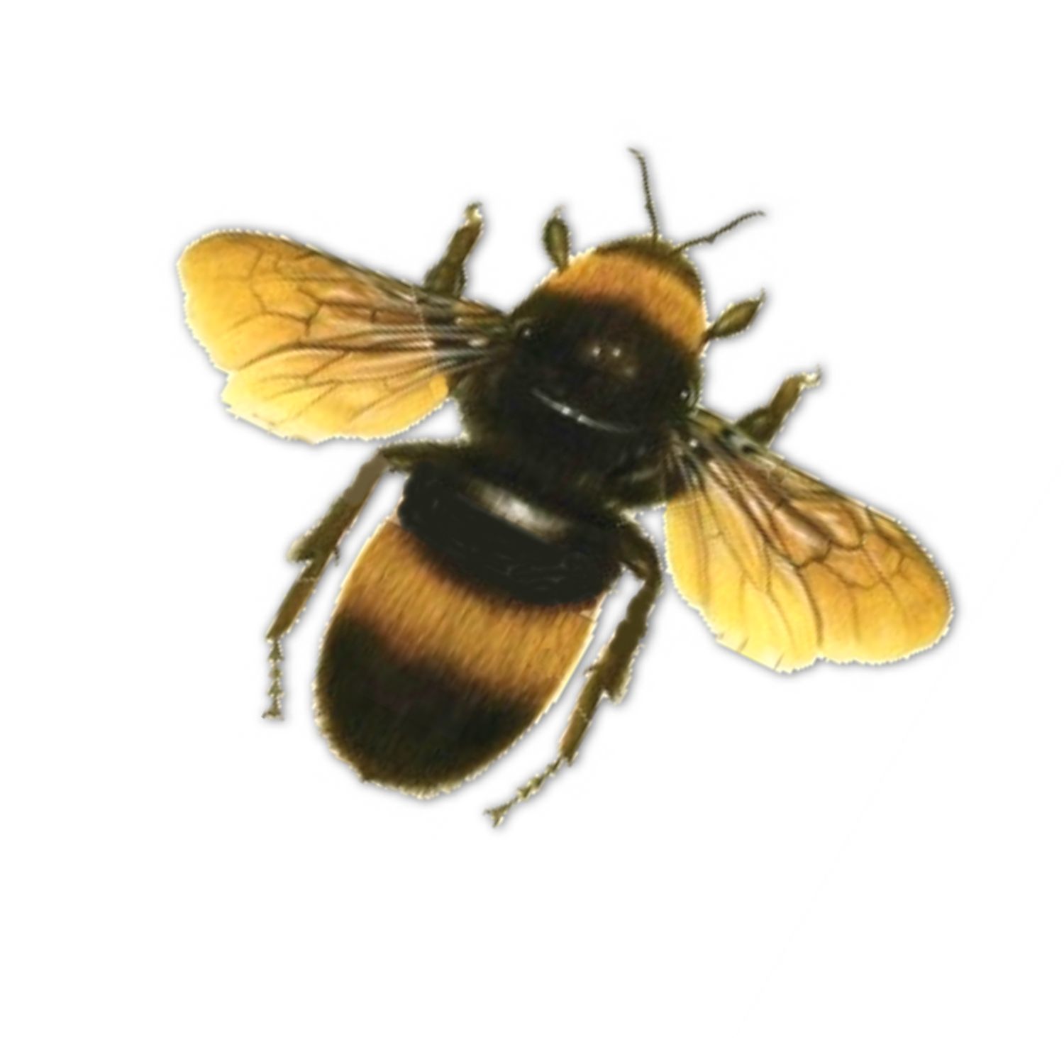 Honey Yellow Bee Free Clipart HD PNG Image