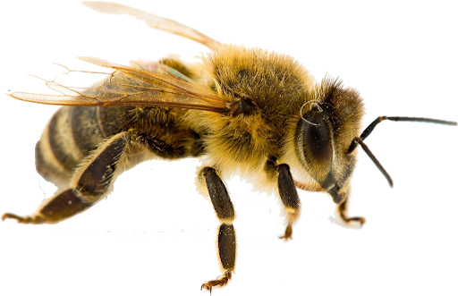 Honey Yellow Bee Free Download PNG HQ PNG Image