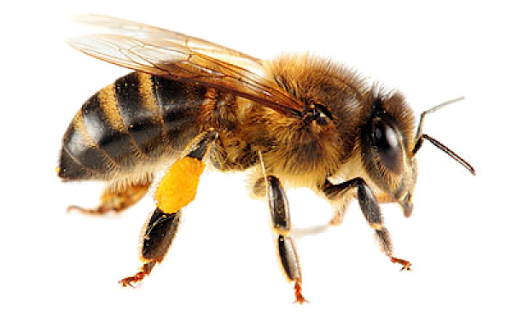 Honey Vector Yellow Bee Free HD Image PNG Image