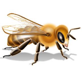 Bee Png Image PNG Image