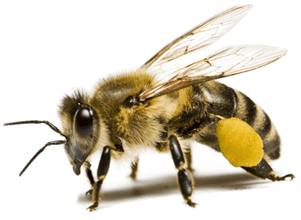 Bee Png Image PNG Image