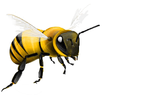 Bee Png Image PNG Image