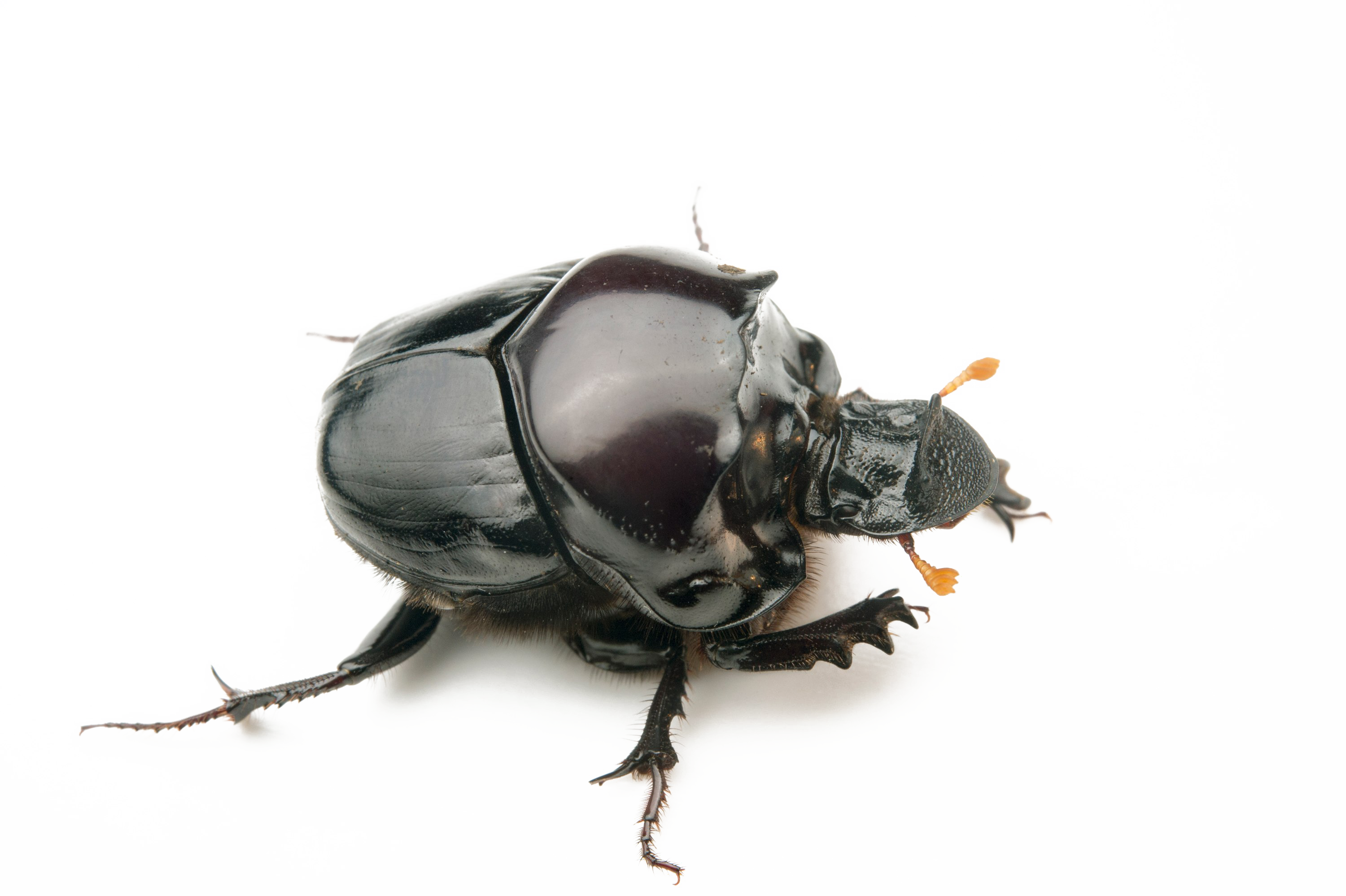 Dung Beetle Free Download PNG HQ PNG Image