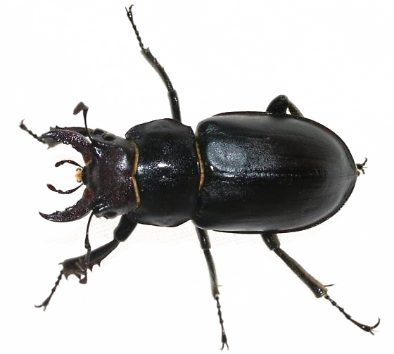 Scarab Beetle Download HD PNG Image