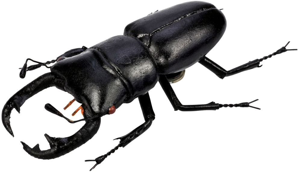 Polyphaga Beetle Free Download PNG HD PNG Image