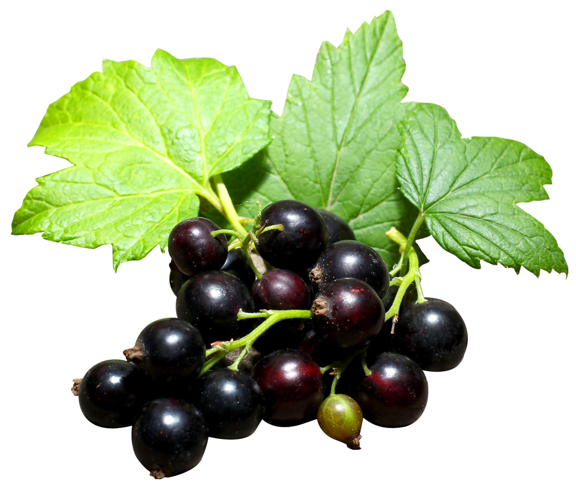 Black Currant Berries Organic Fresh PNG Image