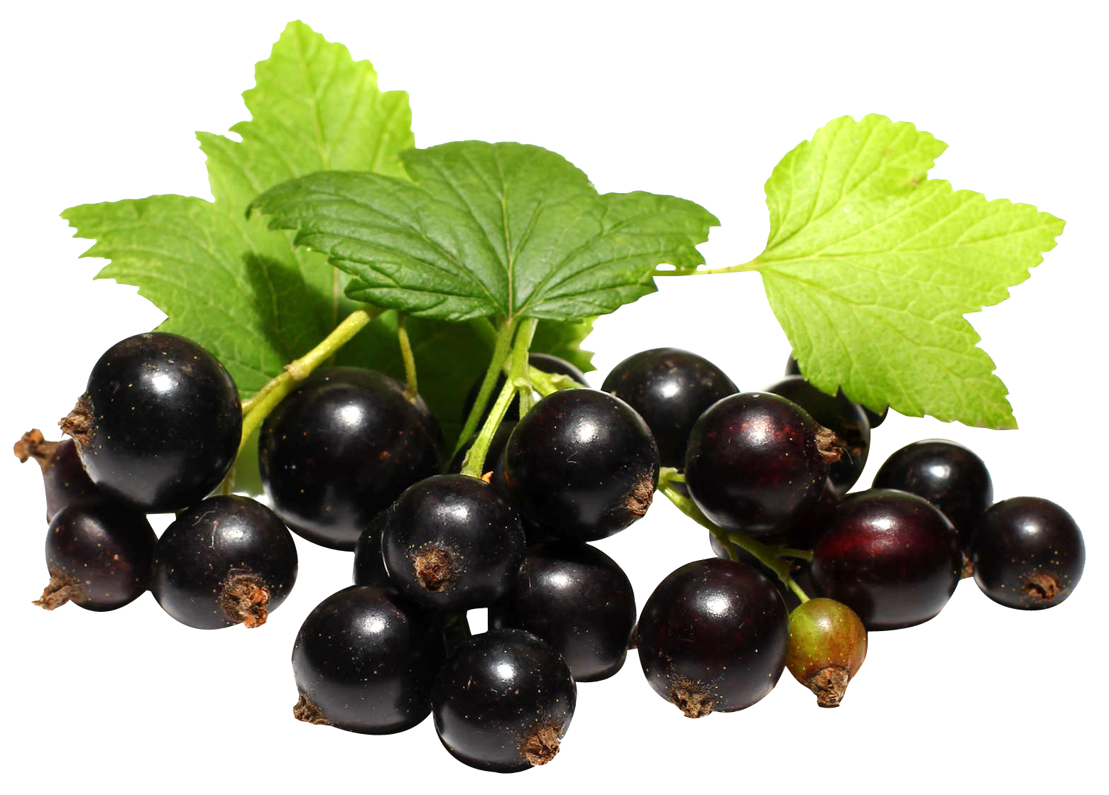 Currant Berries Black Bunch Free HD Image PNG Image