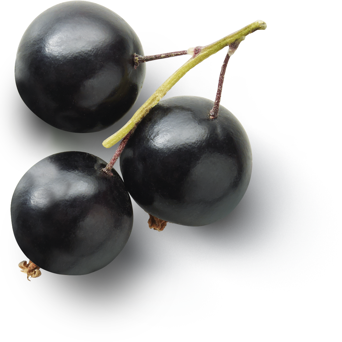Currant Berries Black Fruit Free Transparent Image HQ PNG Image