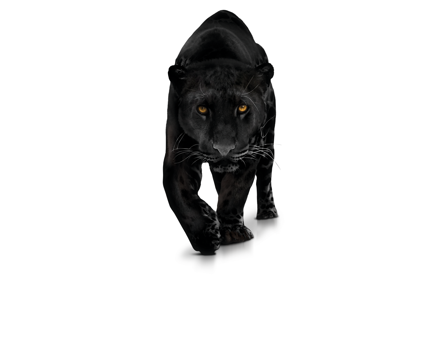 Leopard Black Panther Free Transparent Image HD PNG Image