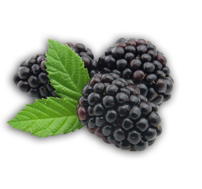 Blackberry Fruit Transparent PNG Image