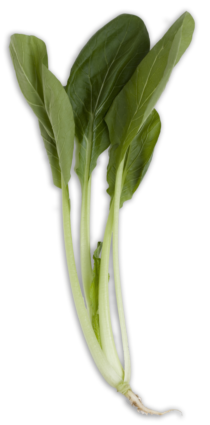 Bok Choy Transparent PNG Image