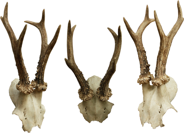 Bones File PNG Image