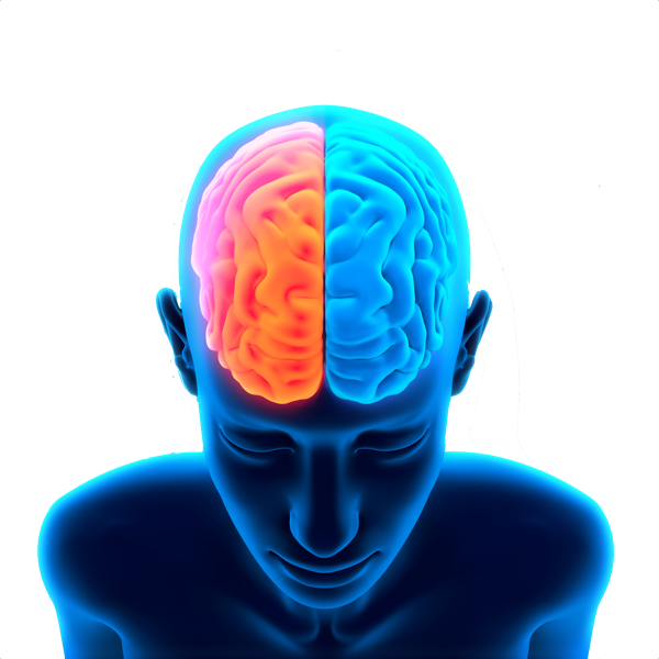 Brain Free Png Image PNG Image