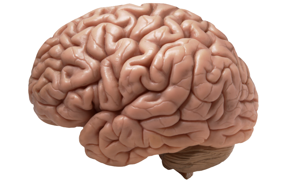 Brain Png Image PNG Image