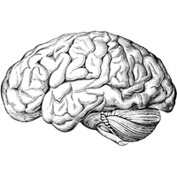 Download Transparent Images Brain Cartoon Png PNG