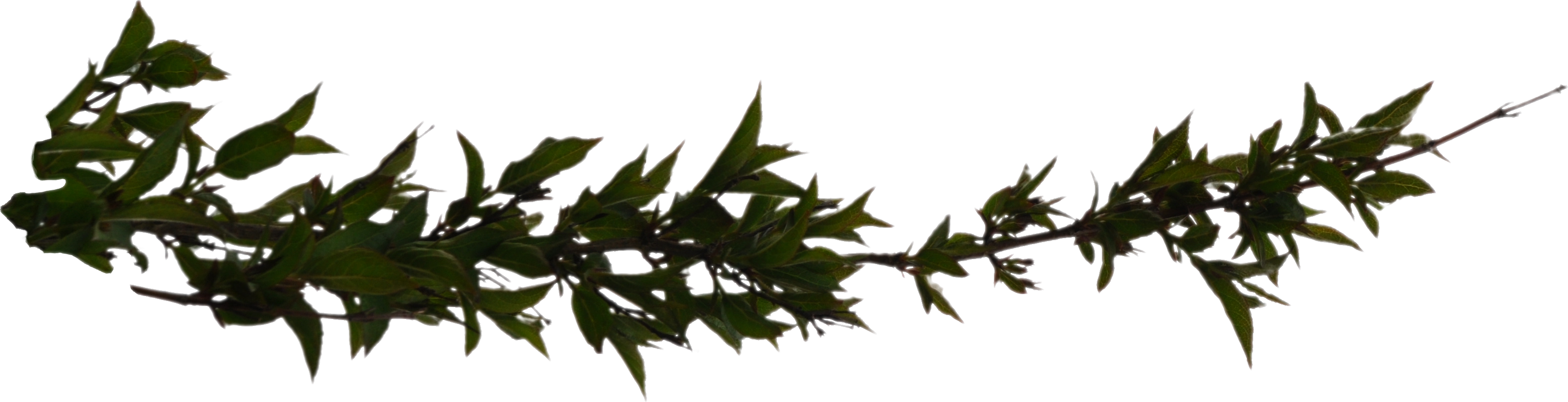 Branch Png Hd PNG Image