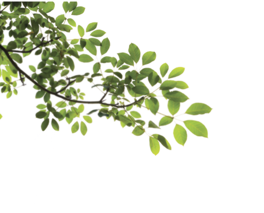 Branch Png PNG Image