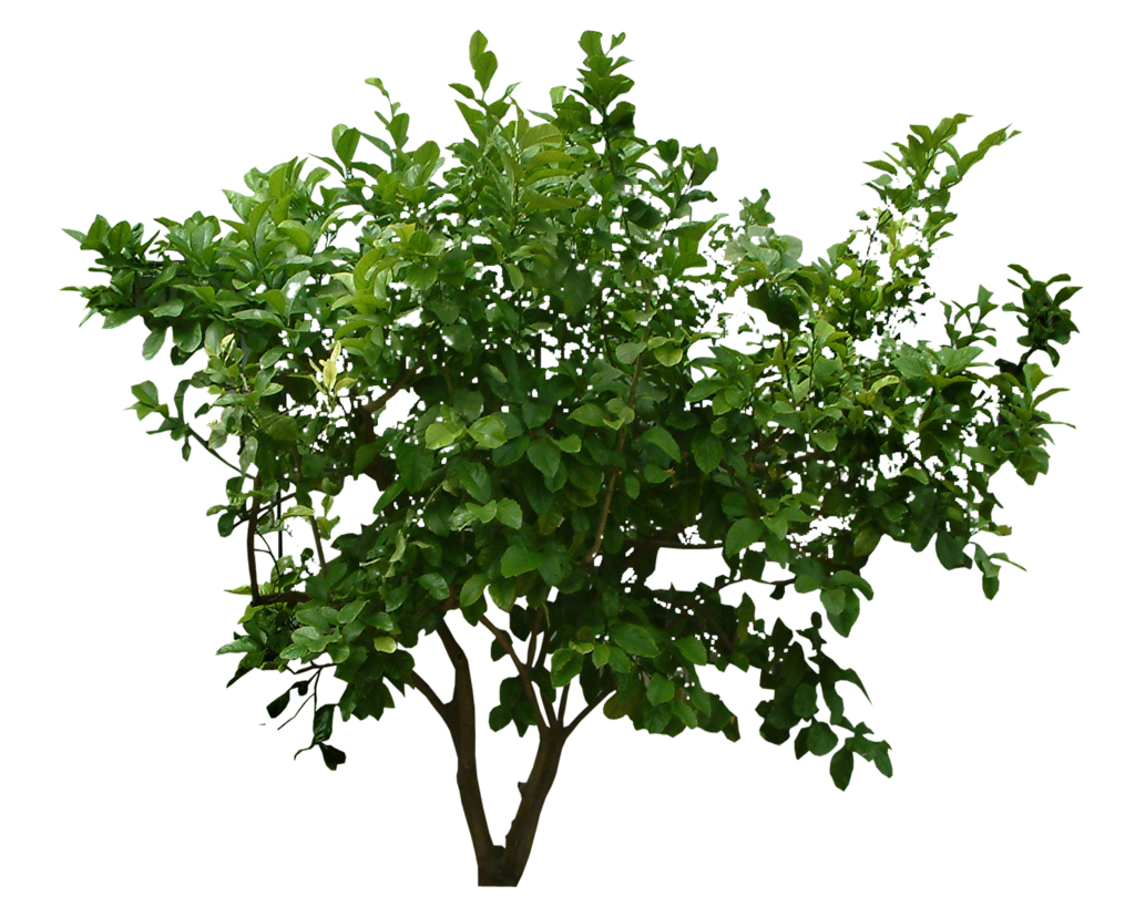 Leaf Plant Tree Shrub PNG Image High Quality PNG Image