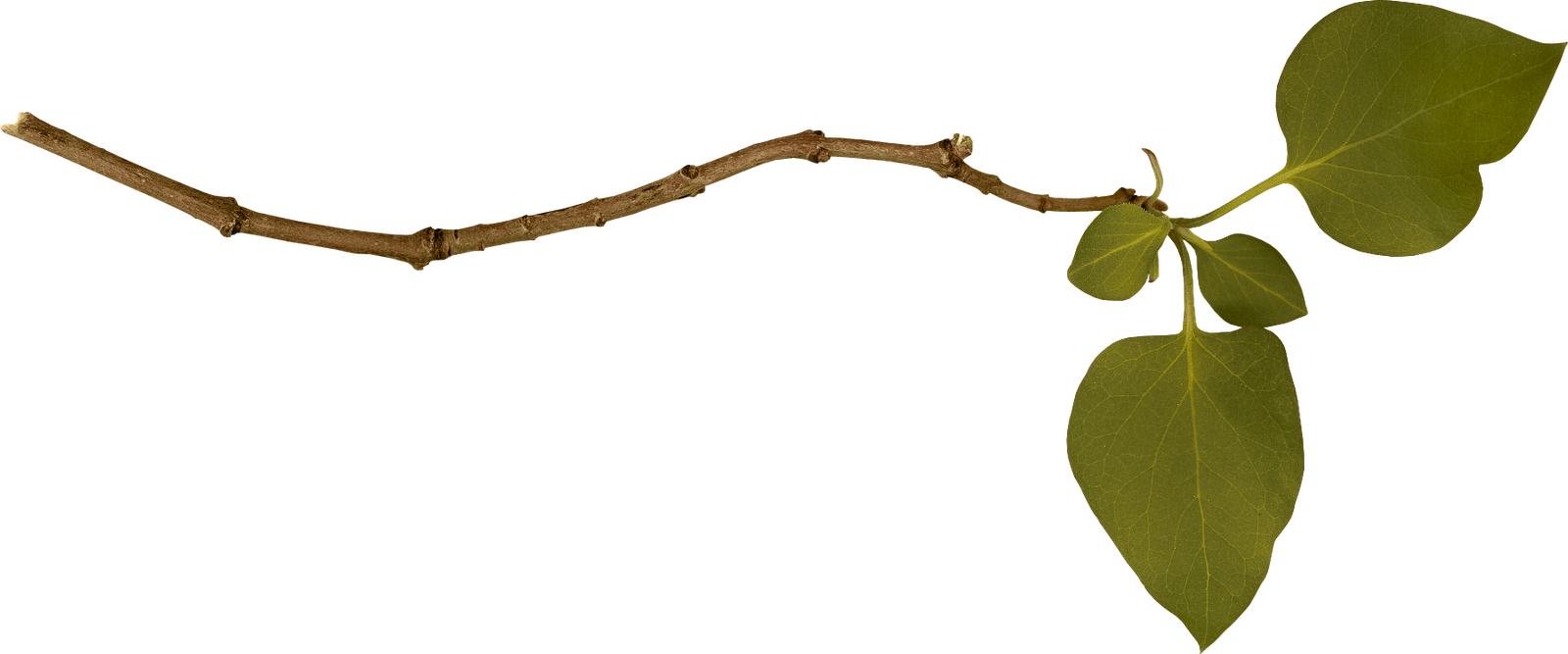 Branch Png Image PNG Image