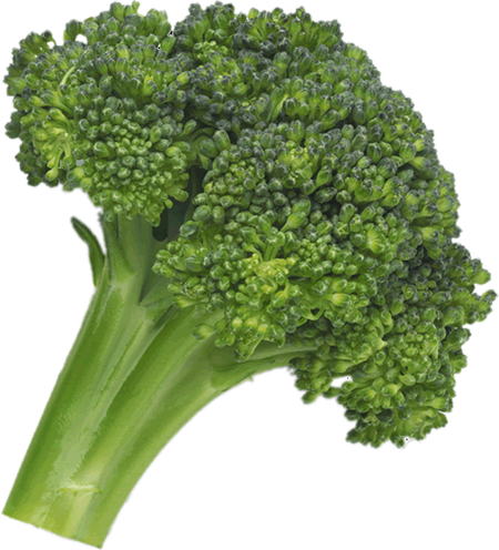 Broccoli Png Image PNG Image