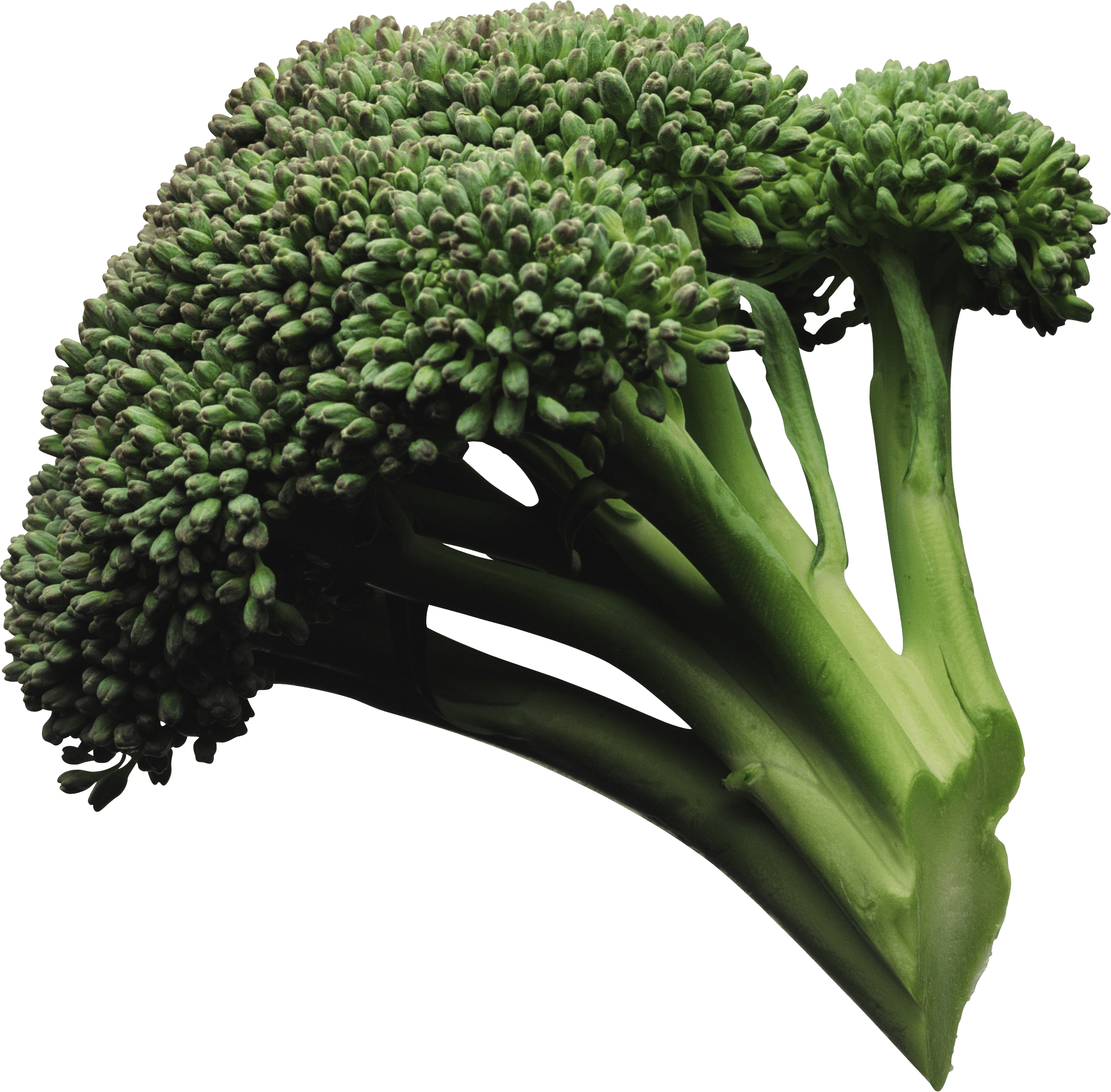 Broccoli Png Image PNG Image