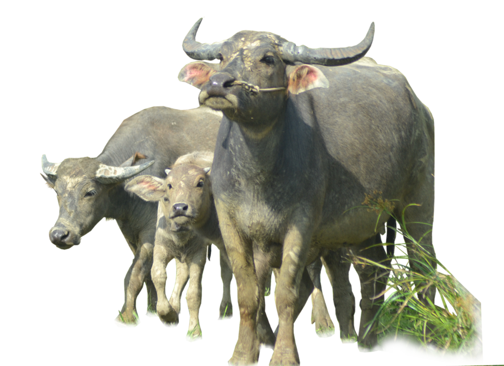 Buffalo Png Image PNG Image