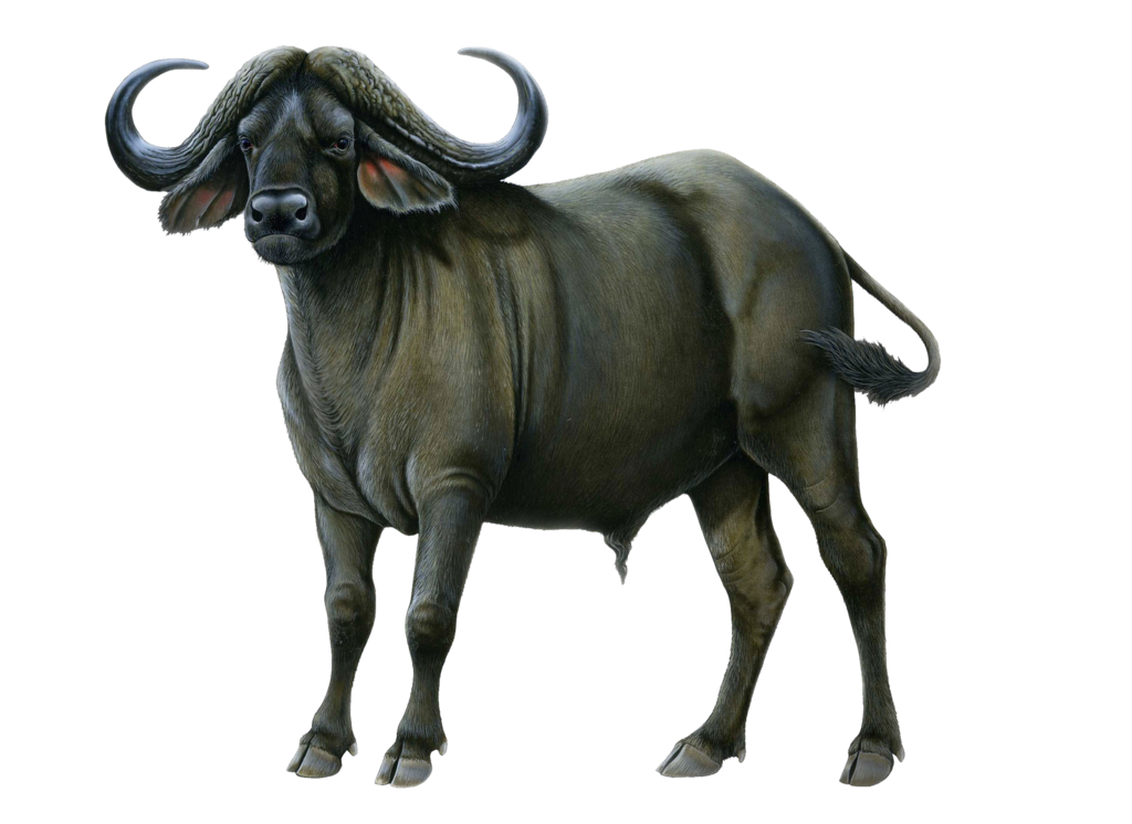 Buffalo Png Picture PNG Image