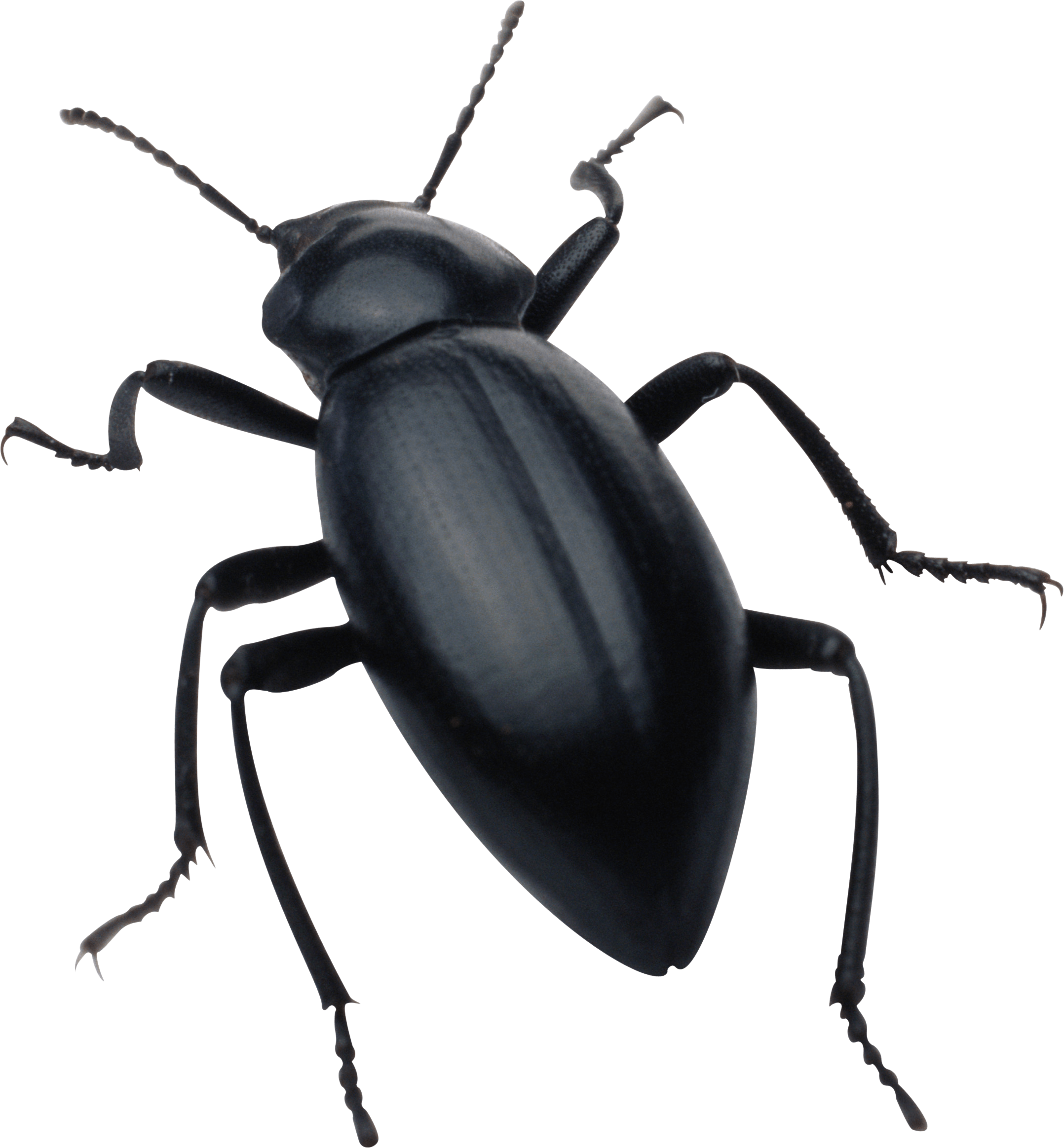 Black Bug Png Image PNG Image
