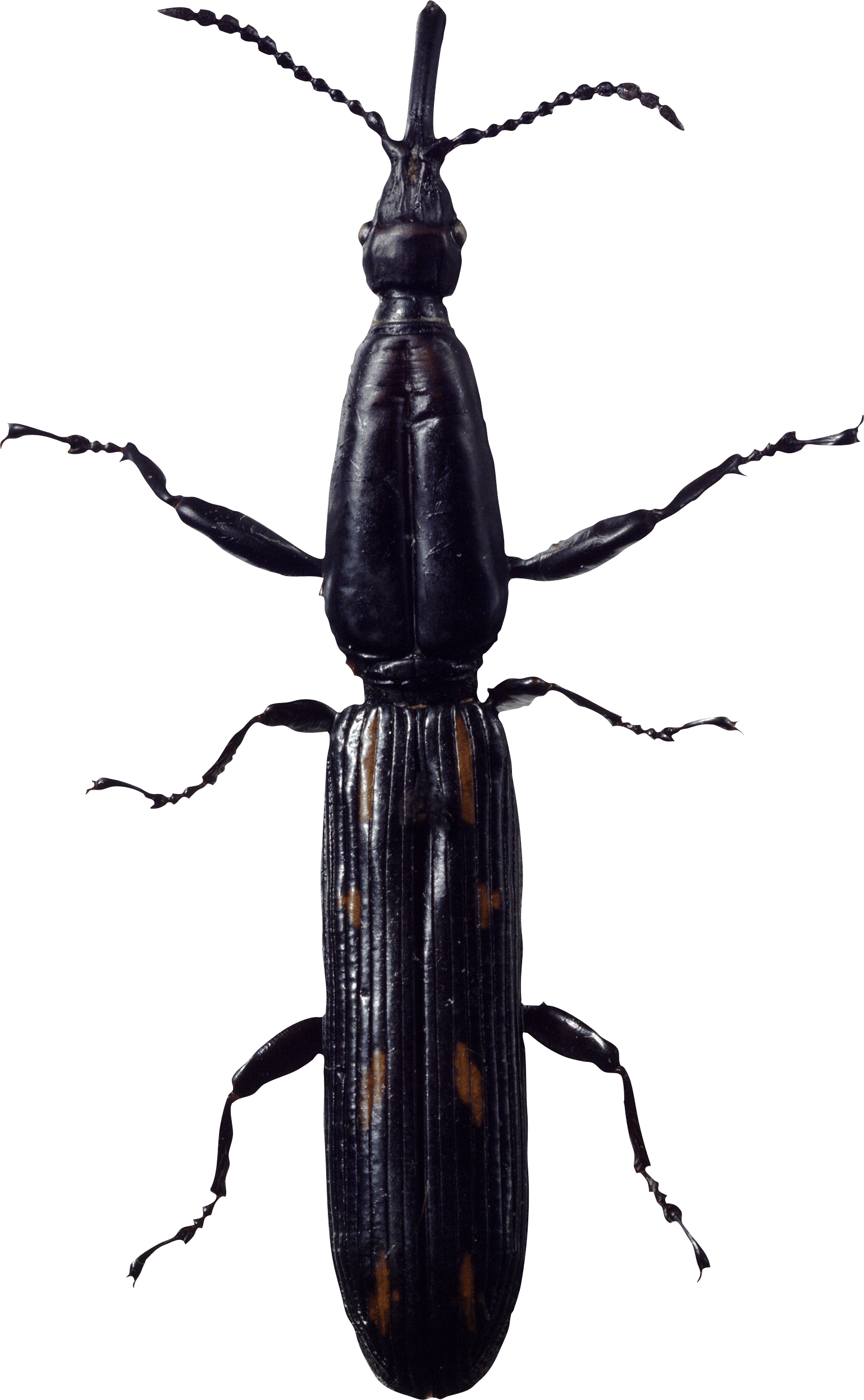 Bug Png Image PNG Image