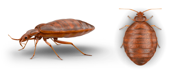 Bed Bug Free Download PNG HQ Transparent PNG Image