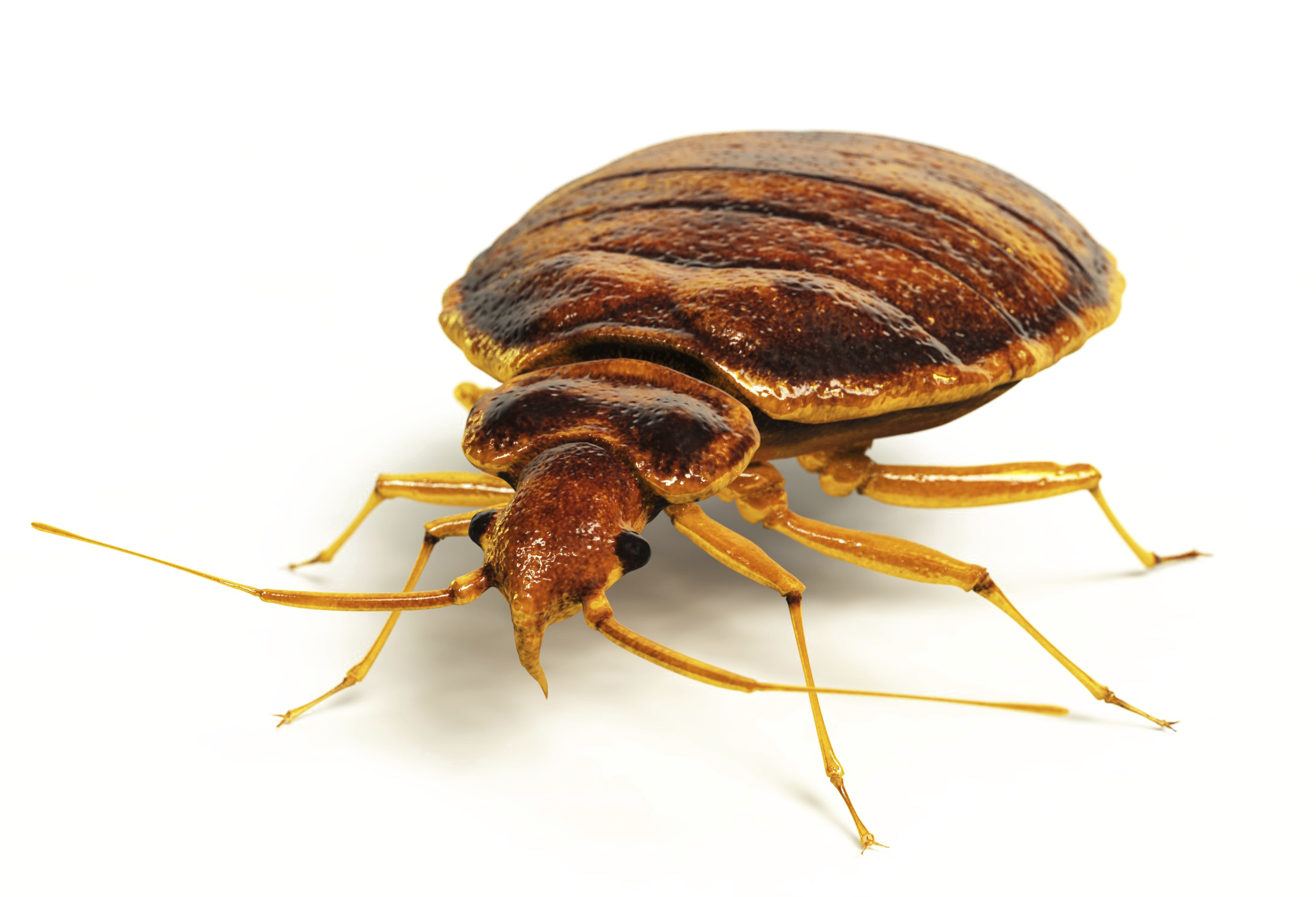 Bed Bug Free HQ Image PNG Image