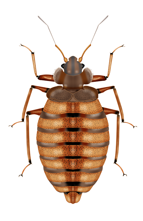 Bed Bug Image Free HD Image PNG Image