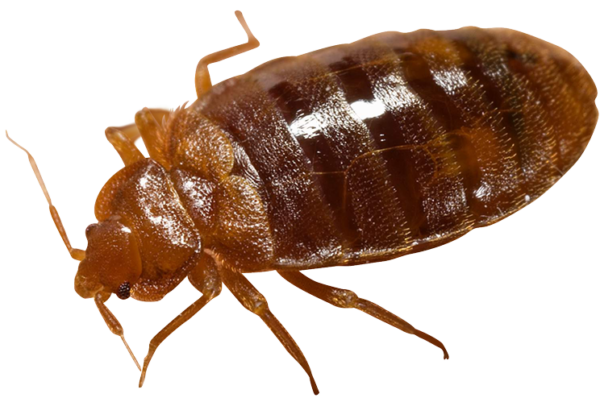 Bed Bug Picture PNG File HD PNG Image